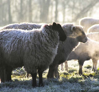 schapen voederen in de winter